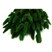 PHOCEALYS │Lagurus sec │vente aux pros│Grossiste en fleurs séchées