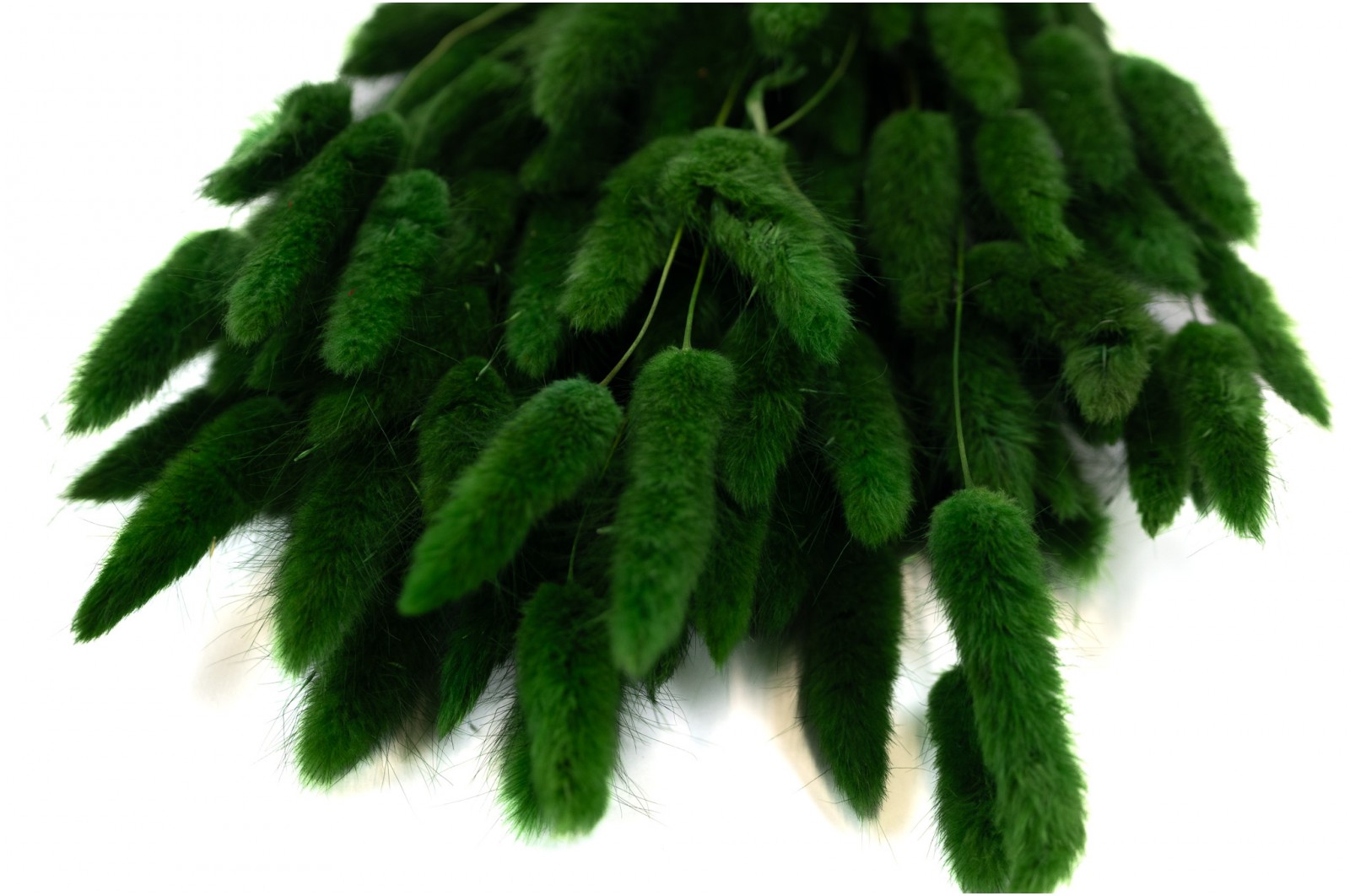 PHOCEALYS │Lagurus sec │vente aux pros│Grossiste en fleurs séchées