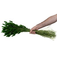 PHOCEALYS │Lagurus sec │vente aux pros│Grossiste en fleurs séchées