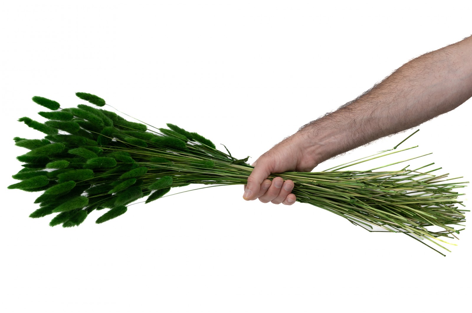 PHOCEALYS │Lagurus sec │vente aux pros│Grossiste en fleurs séchées