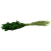 PHOCEALYS │Lagurus sec │vente aux pros│Grossiste en fleurs séchées