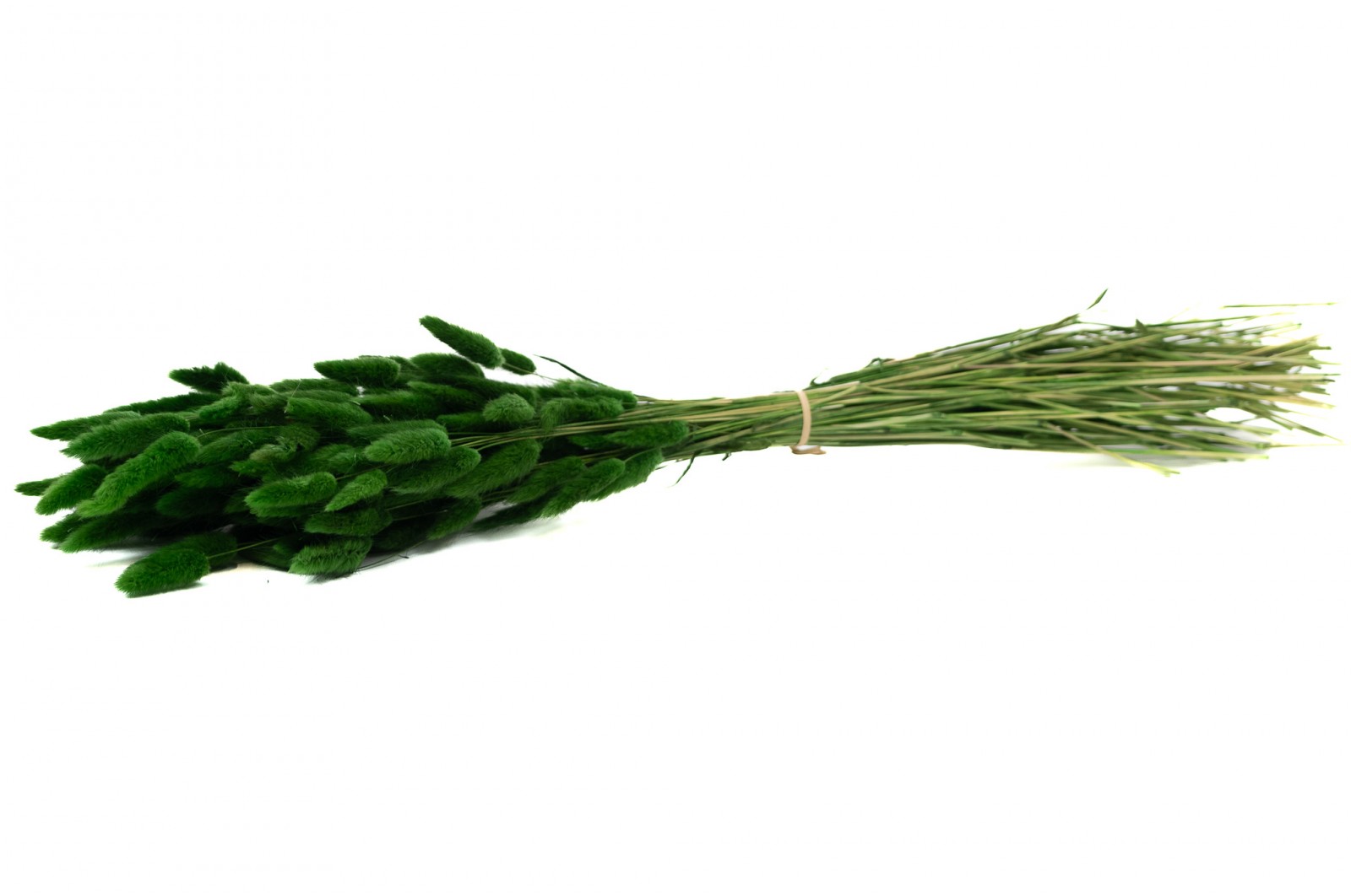 PHOCEALYS │Lagurus sec │vente aux pros│Grossiste en fleurs séchées