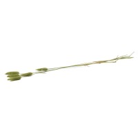 PHOCEALYS │Lagurus sec │vente aux pros│Grossiste en fleurs séchées