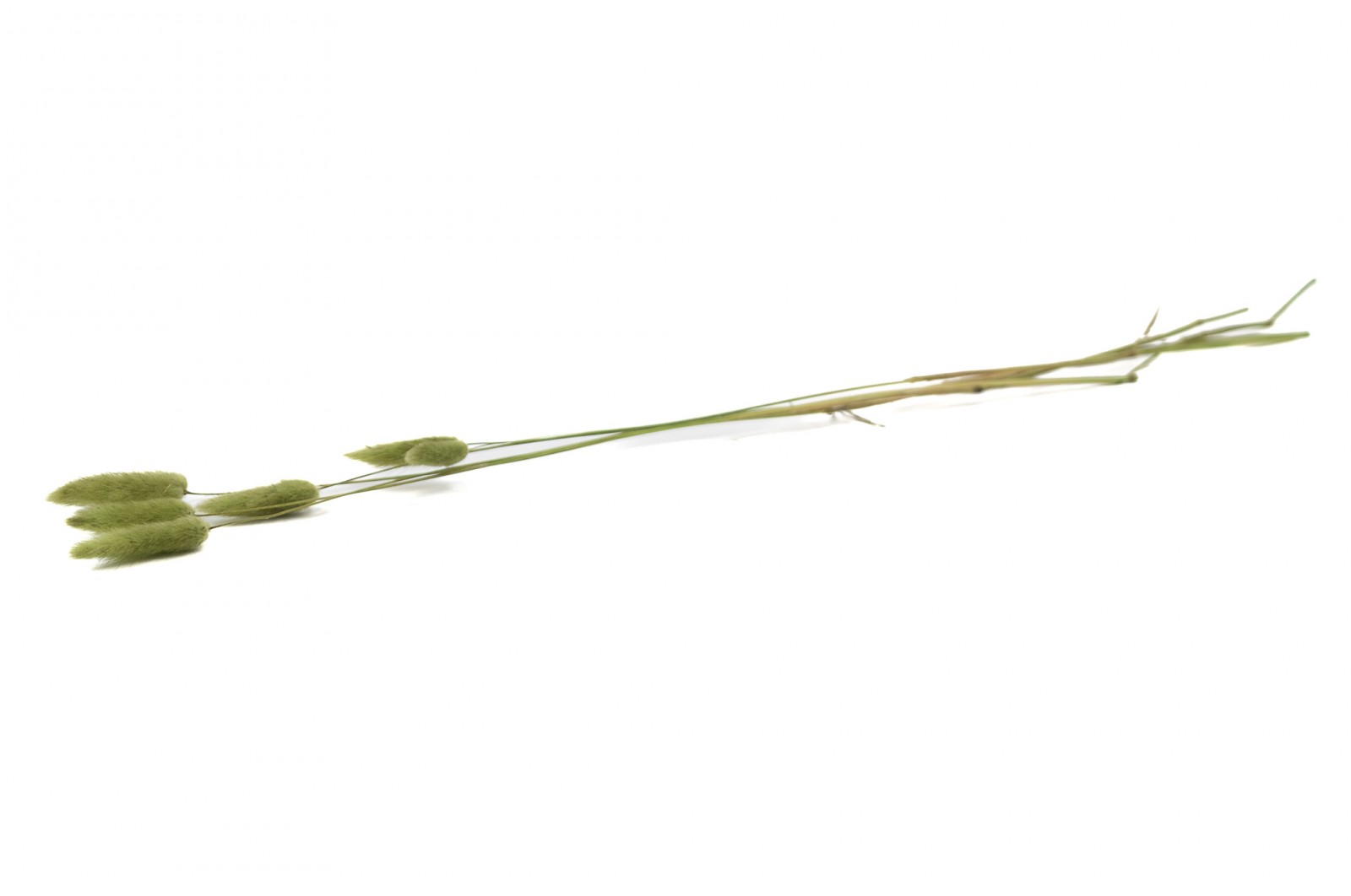 PHOCEALYS │Lagurus sec │vente aux pros│Grossiste en fleurs séchées