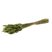 PHOCEALYS │Lagurus sec │vente aux pros│Grossiste en fleurs séchées
