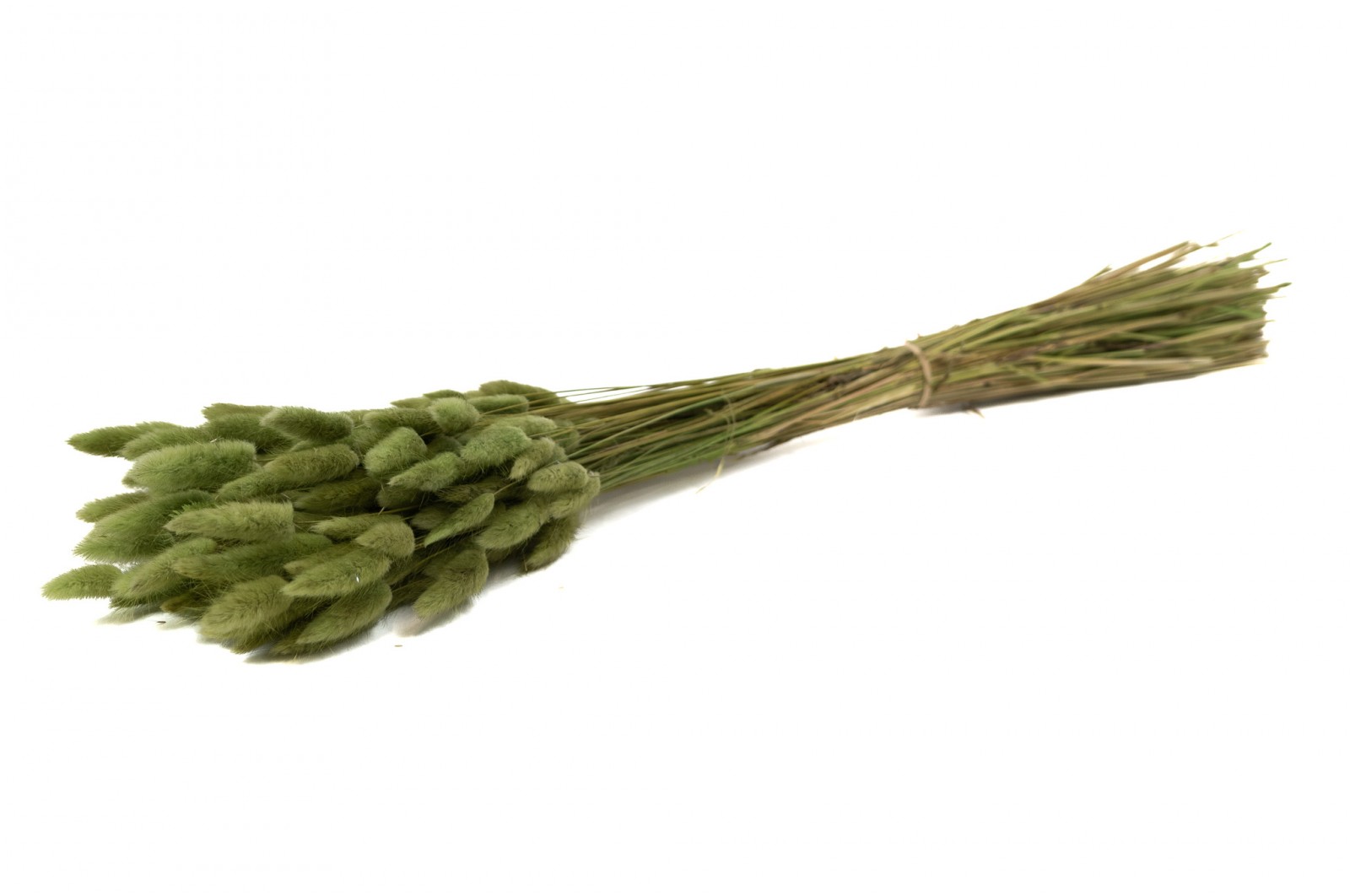 PHOCEALYS │Lagurus sec │vente aux pros│Grossiste en fleurs séchées