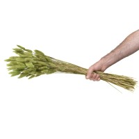 PHOCEALYS │Lagurus sec │vente aux pros│Grossiste en fleurs séchées