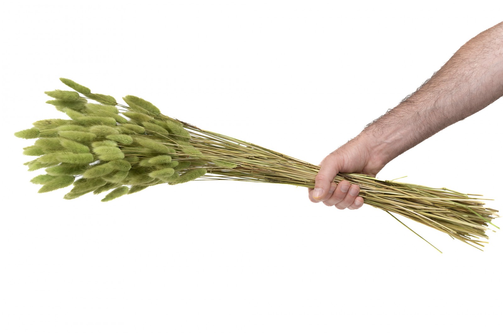 PHOCEALYS │Lagurus sec │vente aux pros│Grossiste en fleurs séchées