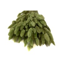 PHOCEALYS │Lagurus sec │vente aux pros│Grossiste en fleurs séchées