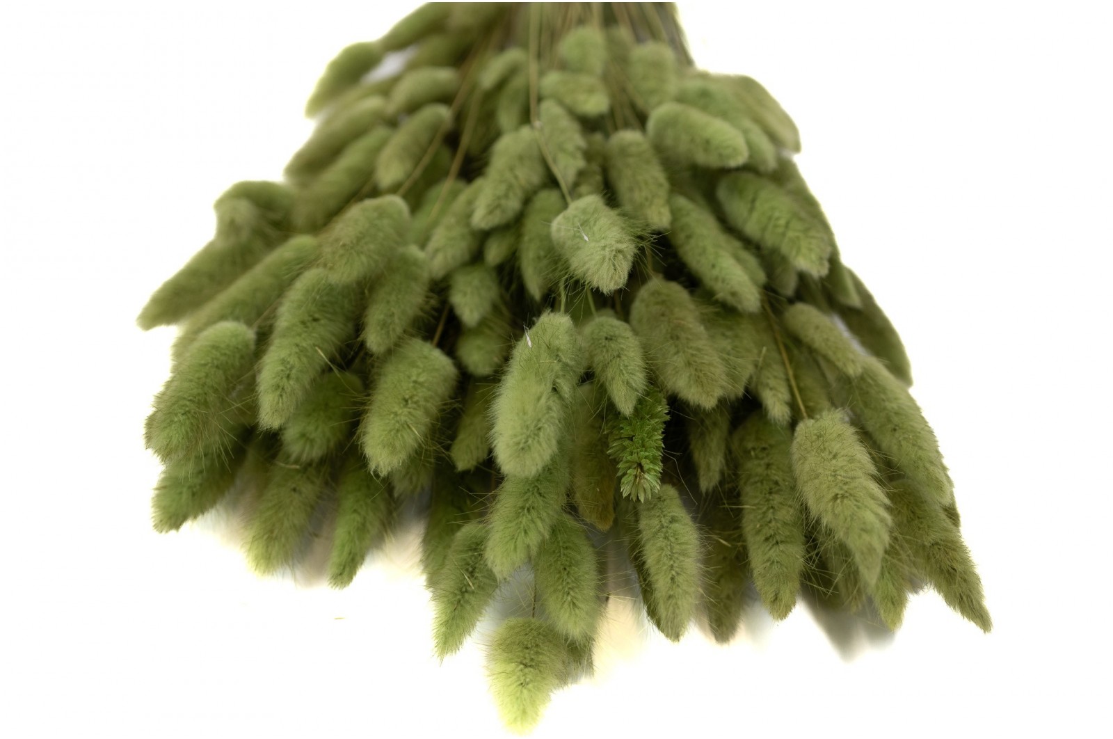 PHOCEALYS │Lagurus sec │vente aux pros│Grossiste en fleurs séchées