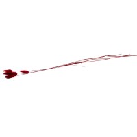PHOCEALYS │Lagurus sec │vente aux pros│Grossiste en fleurs séchées