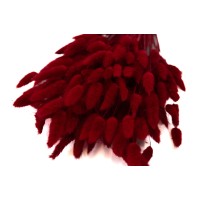 PHOCEALYS │Lagurus sec │vente aux pros│Grossiste en fleurs séchées