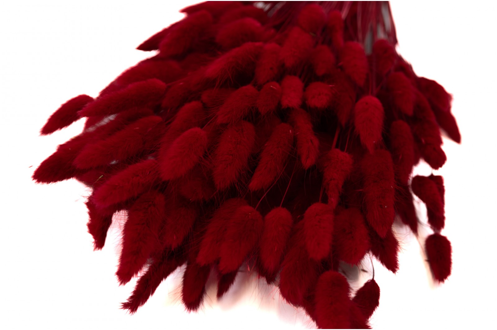 PHOCEALYS │Lagurus sec │vente aux pros│Grossiste en fleurs séchées