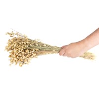 Briza maxima séchée│vente aux pros│Grossiste en fleurs séchées