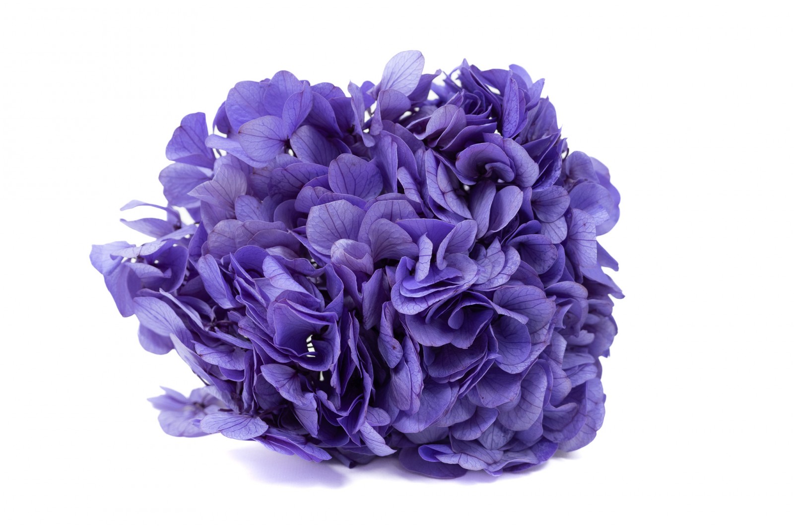 PHOCEALYS│Hortensia stabilisé│vente aux pros│Grossiste en végétaux stabilisées