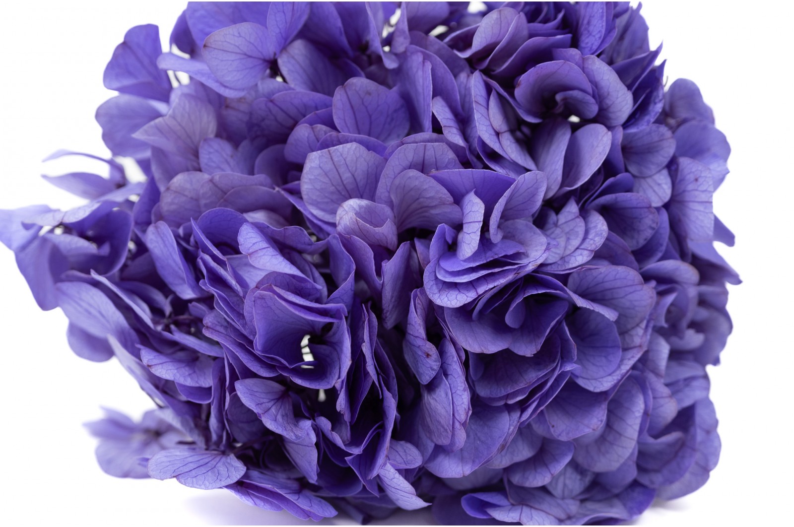 PHOCEALYS│Hortensia stabilisé│vente aux pros│Grossiste en végétaux stabilisées