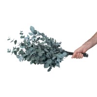 Eucalyptus cinerea stabilisé │vente aux pros│Grossiste