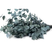Eucalyptus cinerea stabilisé │vente aux pros│Grossiste