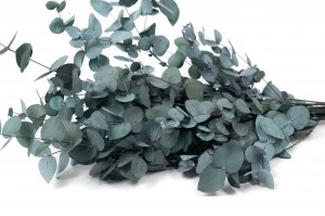 Eucalyptus cinerea stabilisé │vente aux pros│Grossiste