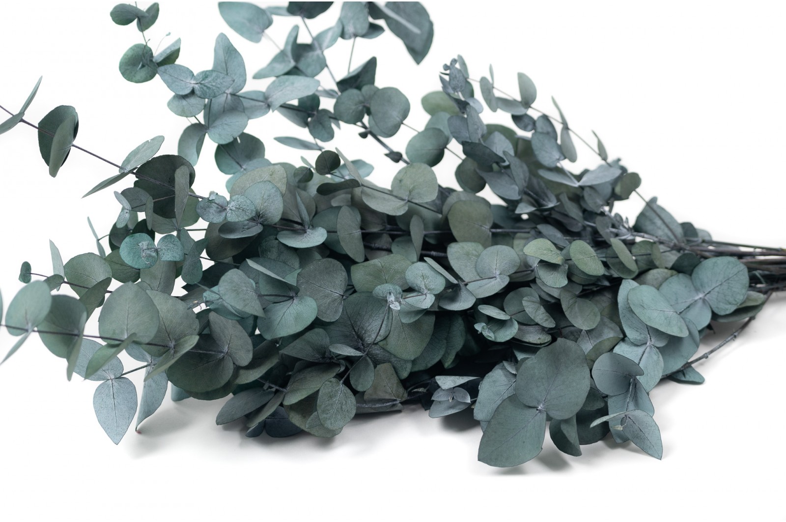 Eucalyptus cinerea stabilisé │vente aux pros│Grossiste
