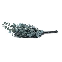 Eucalyptus cinerea stabilisé │vente aux pros│Grossiste