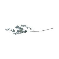 Eucalyptus cinerea stabilisé │vente aux pros│Grossiste