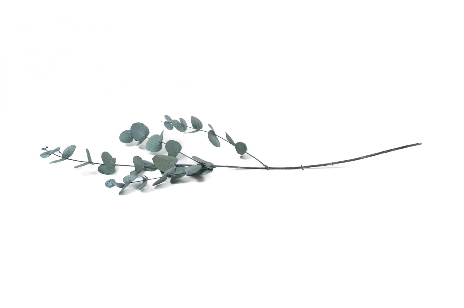 Eucalyptus cinerea stabilisé │vente aux pros│Grossiste