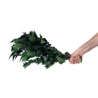 Lierre stabilisé│vente aux pros│Grossiste en végétaux stabilisés