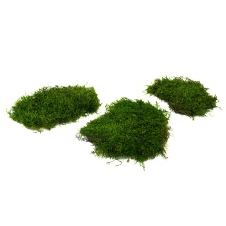 Preserved long flat moss│Sale to pros│Wholesaler of preserved plants