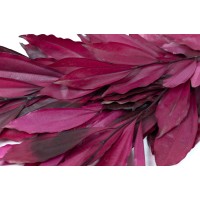 Coculus stabilisé│vente aux pros│Grossiste en végétaux stabilisés