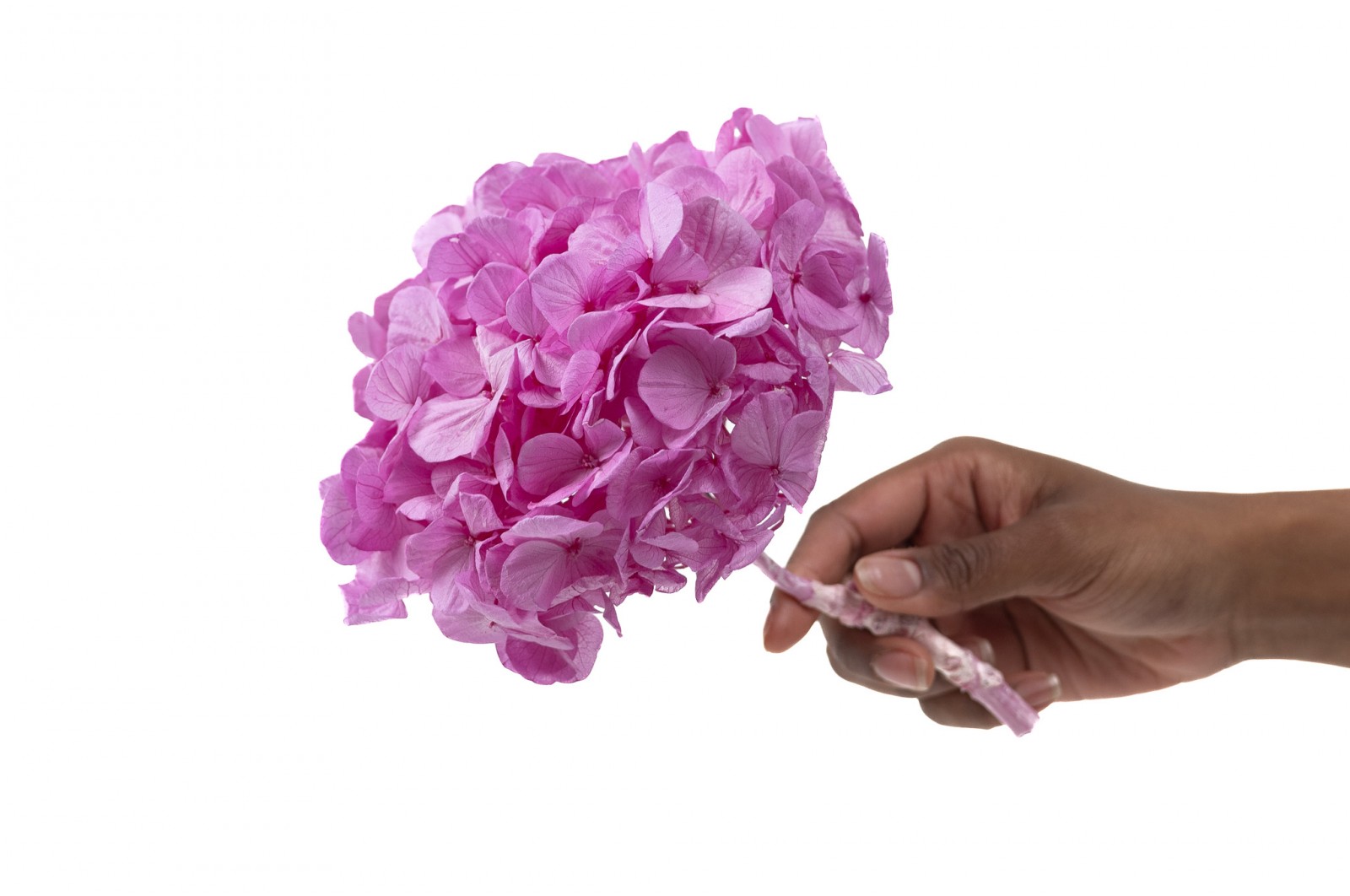 PHOCEALYS│Hortensia Kiara stabilisé Ø 10-14 cm│vente aux pros│Grossiste en végétaux stabilisées