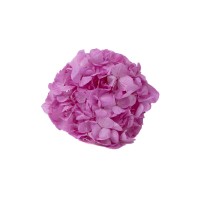 PHOCEALYS│Hortensia Kiara stabilisé Ø 10-14 cm│vente aux pros│Grossiste en végétaux stabilisées
