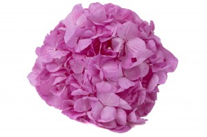 PHOCEALYS│Hortensia Kiara stabilisé Ø 10-14 cm│vente aux pros│Grossiste en végétaux stabilisées