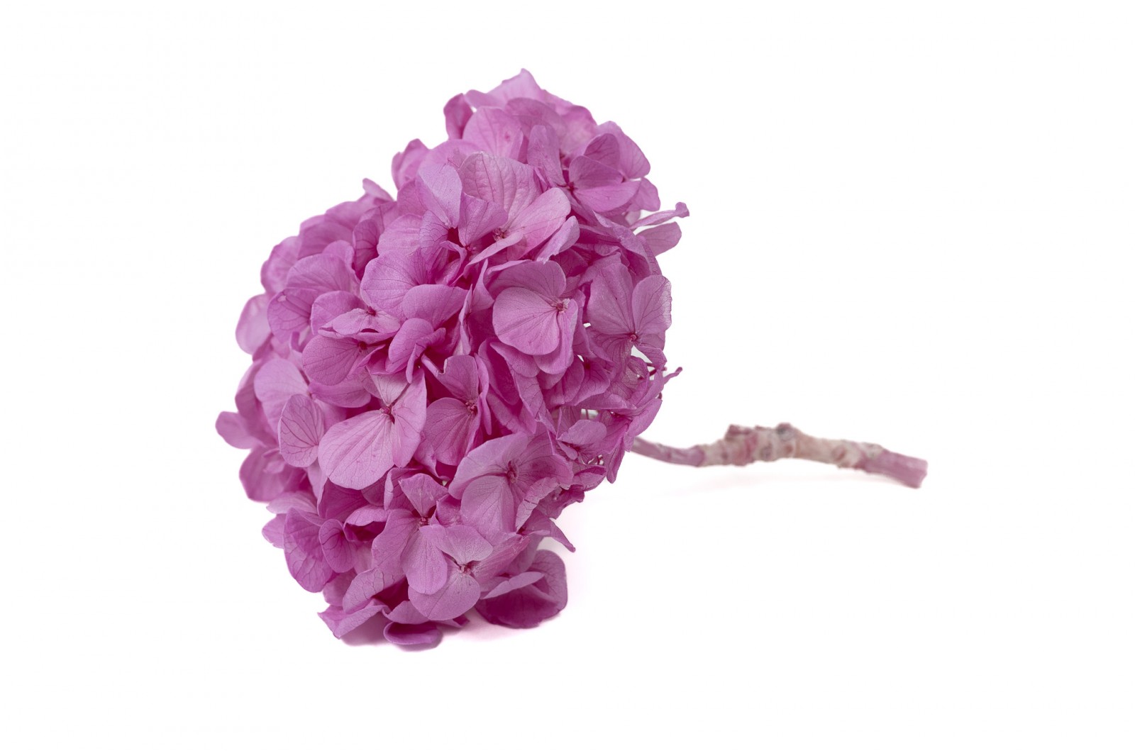 PHOCEALYS│Hortensia Kiara stabilisé Ø 10-14 cm│vente aux pros│Grossiste en végétaux stabilisées
