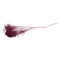 PHOCEALYS │Broom bloom sec│vente aux pros│Grossiste en fleurs séchées
