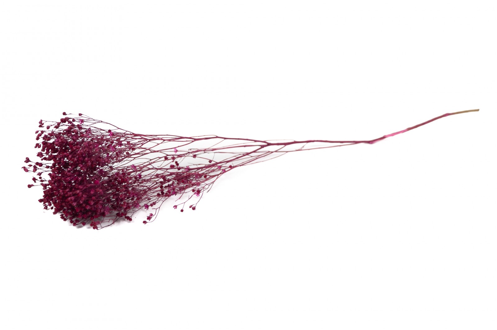 PHOCEALYS │Broom bloom sec│vente aux pros│Grossiste en fleurs séchées