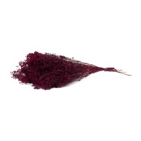 PHOCEALYS │Broom bloom sec│vente aux pros│Grossiste en fleurs séchées
