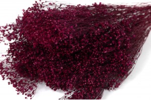 PHOCEALYS │Broom bloom sec│vente aux pros│Grossiste en fleurs séchées