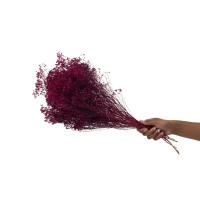 PHOCEALYS │Broom bloom sec│vente aux pros│Grossiste en fleurs séchées