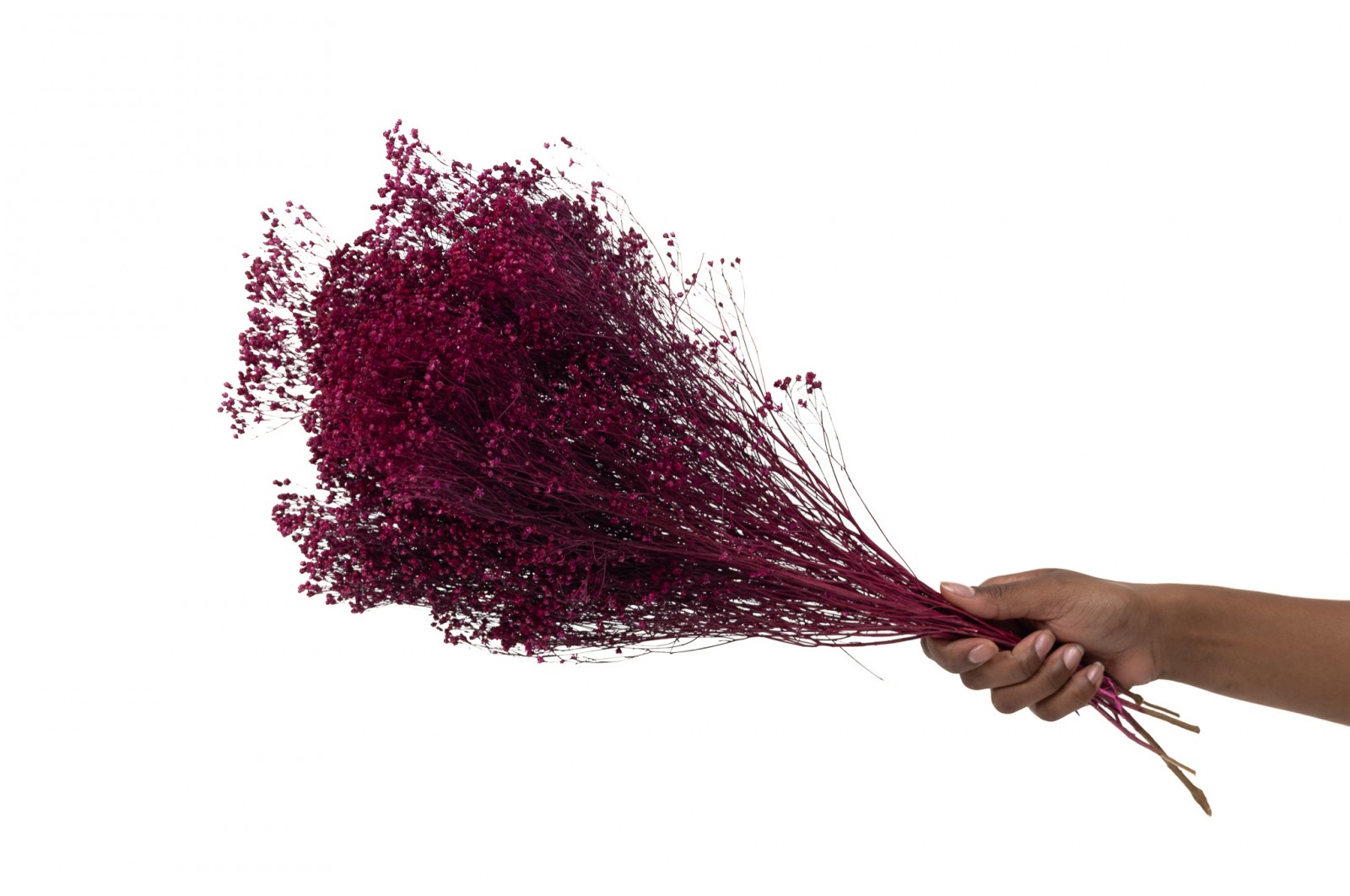 PHOCEALYS │Broom bloom sec│vente aux pros│Grossiste en fleurs séchées