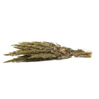 PHOCEALYS│Amarante sèche│vente aux pros│Grossiste en fleurs séchées