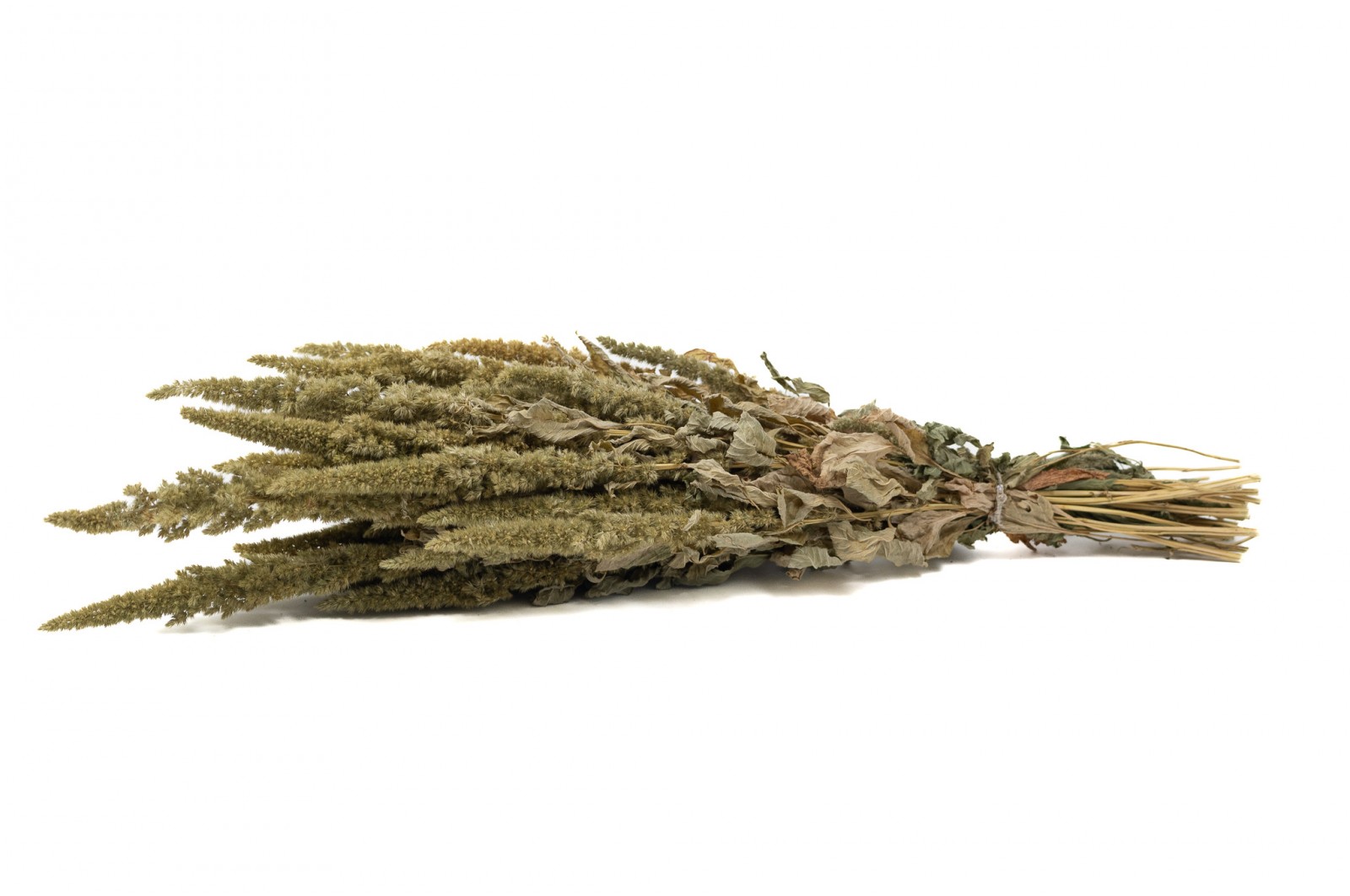 PHOCEALYS│Amarante sèche│vente aux pros│Grossiste en fleurs séchées