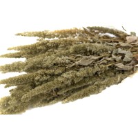 PHOCEALYS│Amarante sèche│vente aux pros│Grossiste en fleurs séchées