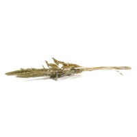 PHOCEALYS│Amarante sèche│vente aux pros│Grossiste en fleurs séchées