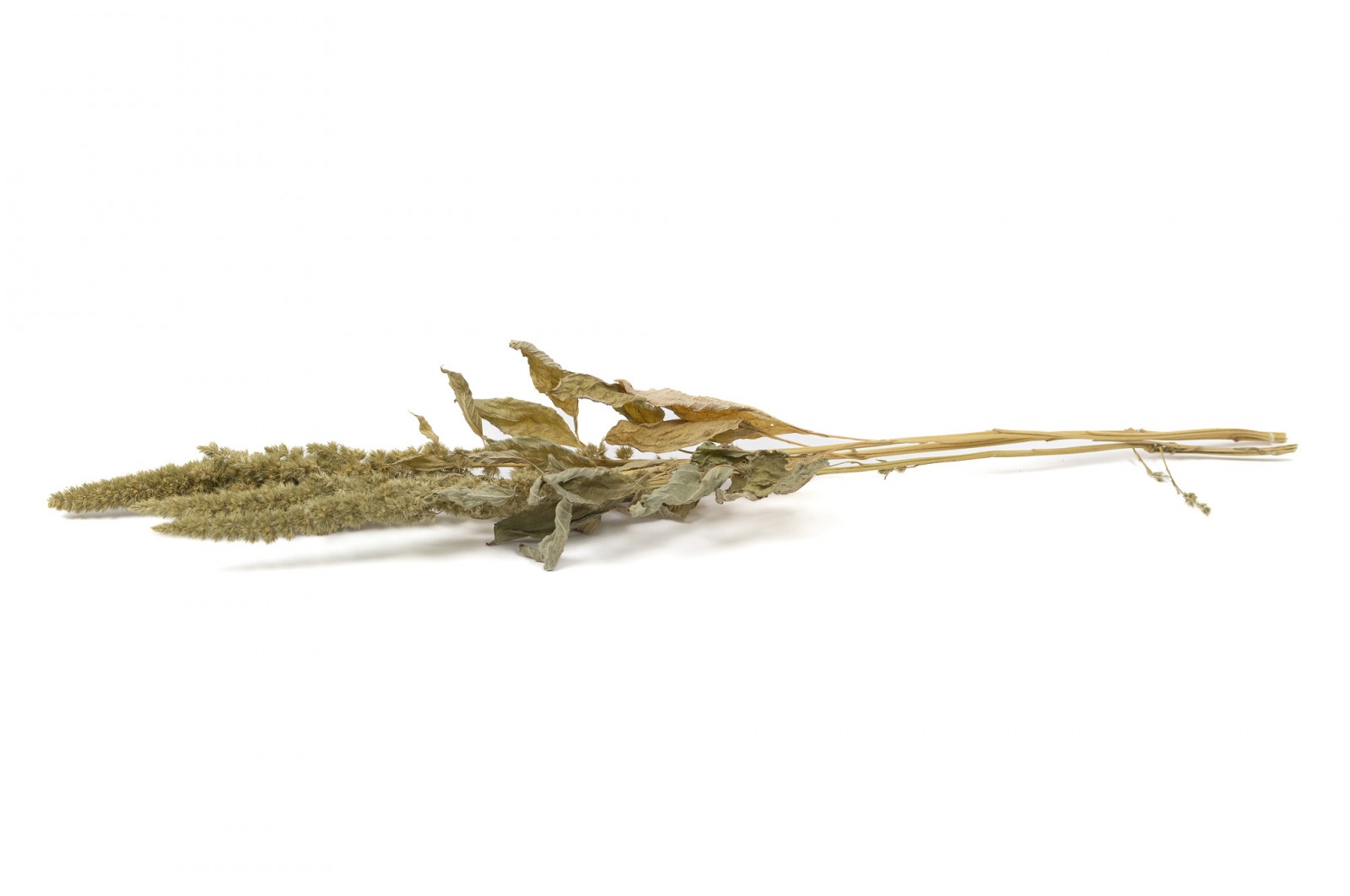 PHOCEALYS│Amarante sèche│vente aux pros│Grossiste en fleurs séchées