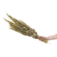PHOCEALYS│Amarante sèche│vente aux pros│Grossiste en fleurs séchées