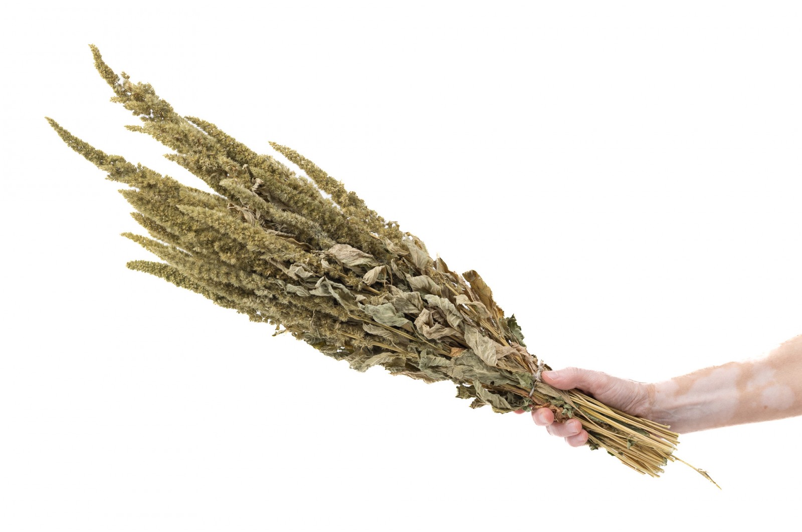 PHOCEALYS│Amarante sèche│vente aux pros│Grossiste en fleurs séchées