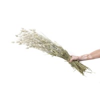 PHOCEALYS │Phalaris sec │vente aux pros│Grossiste en fleurs séchées