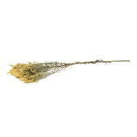 PHOCEALYS│Solidago sec│vente aux pros│Grossiste