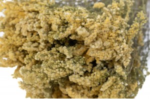 PHOCEALYS│Solidago sec│vente aux pros│Grossiste